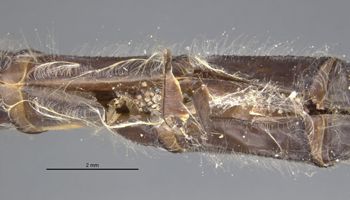 Media type: image;   Entomology 12433 Aspect: abdomen dorsal view
